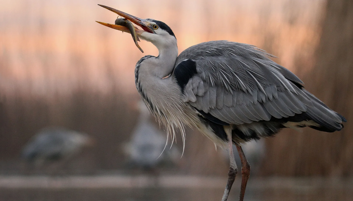 Серая цапля — птица с весьма «воспитанными» манерами. Когда родители встречаются у гнезда, они обмениваются своеобразными приветствиями: прилетевшая птица взъерошивает перья на голове, как будто приподнимает невидимую шляпу, а сидящая в гнезде вытягивает клюв к небу. Всё это сопровождается особенными криками, напоминающими формальный обмен приветствиями на птичьем языке.