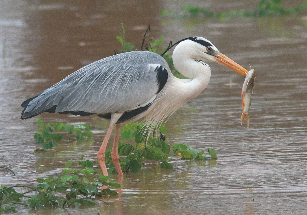В отличие от большинства водоплавающих птиц, серая цапля не использует жир из копчиковой железы для смазки перьев. Вместо этого у неё есть «пудретки» — участки с ломким пухом, который крошится в мелкий порошок. Этой природной «пудрой» цапля припудривает перья, чтобы впитать рыбью слизь и грязь, а затем счищает всё когтем с зазубренным краем, словно гребнем. Без этого пудрения её перья бы просто слиплись.