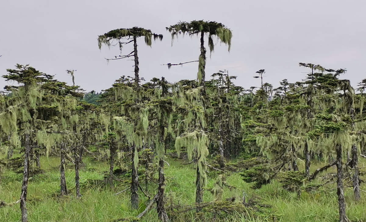 Лишайник уснея висит на елках