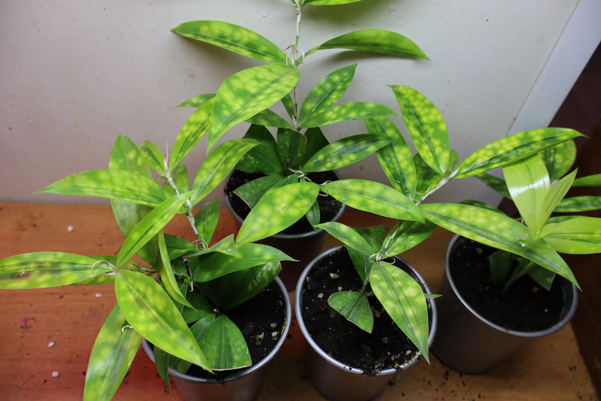 Драцена Суркулоза