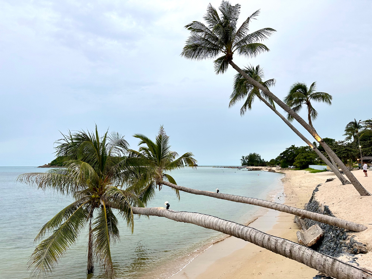 Пальмы склонились над морем, провожая нас.