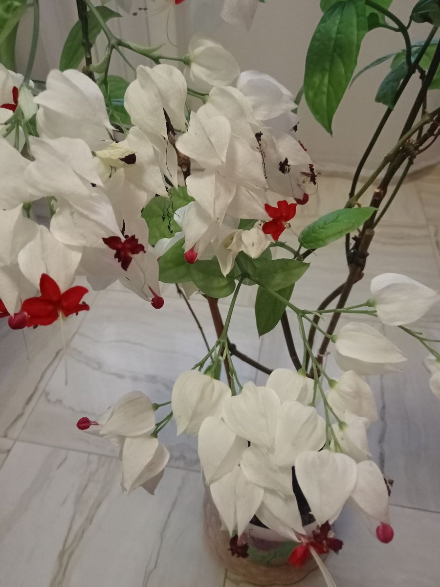 Клеродендрум Томпсона.