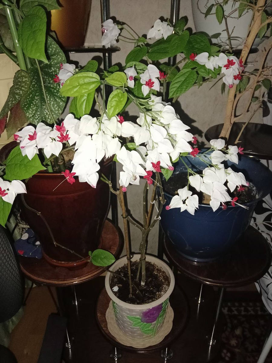 Клеродендрум Томпсона.