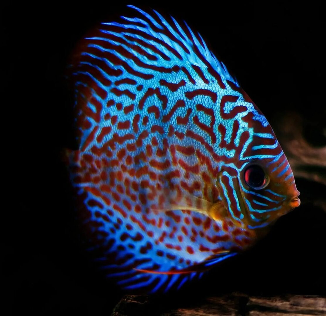 Фото автора. 