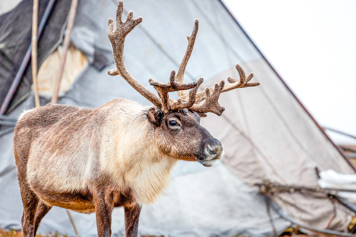 Фото: Фёдор Воронов/АНО «Ямал-Медиа»