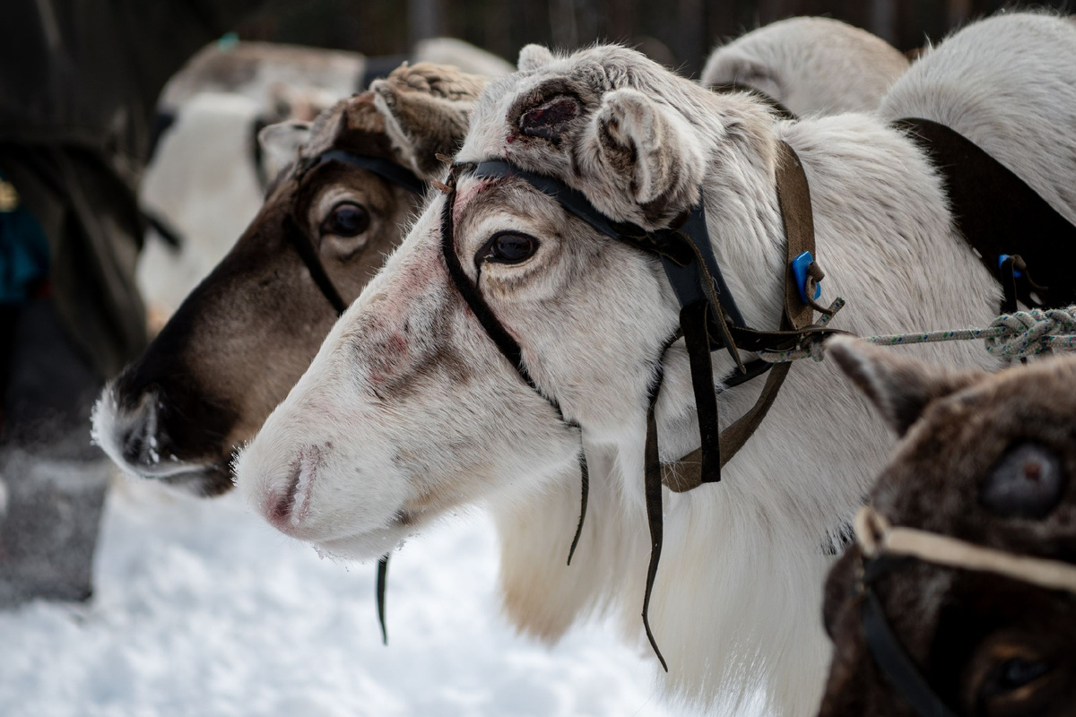 Фото: Юрий Здебский/АНО «Ямал-Медиа»