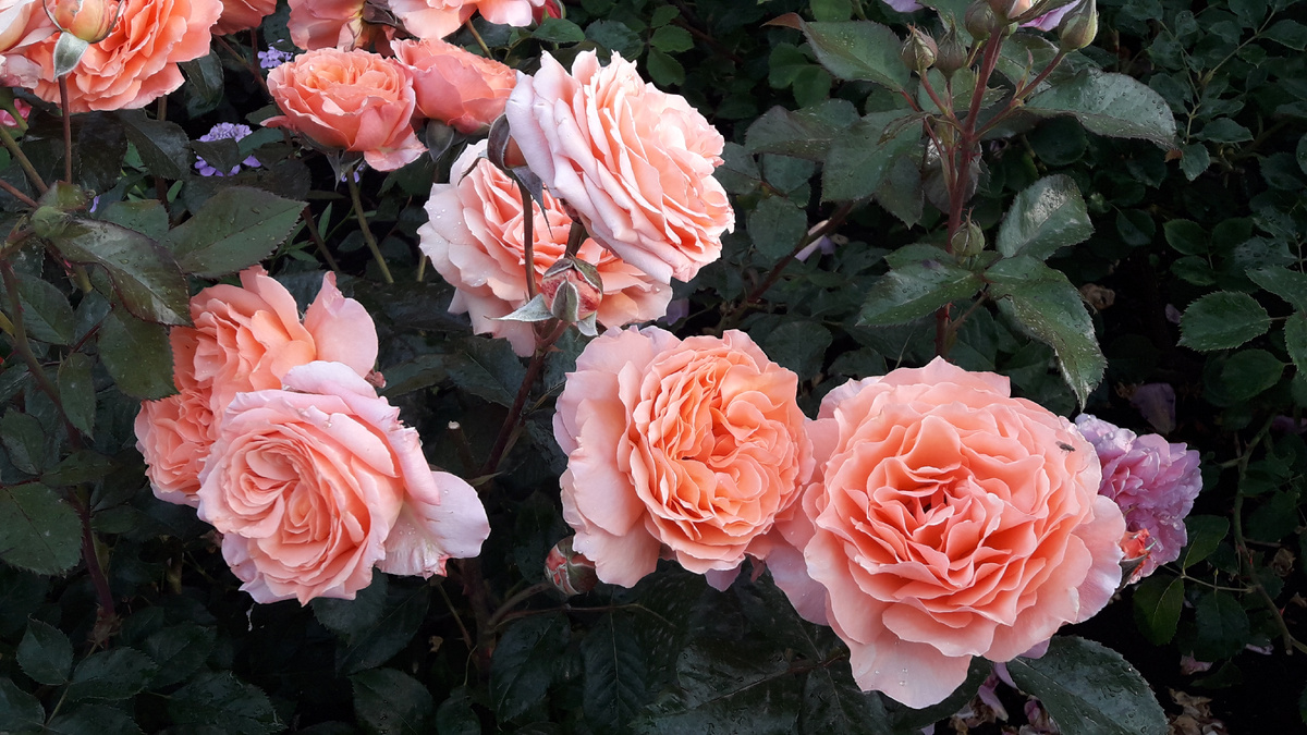 Белведер/Belvedere, шраб