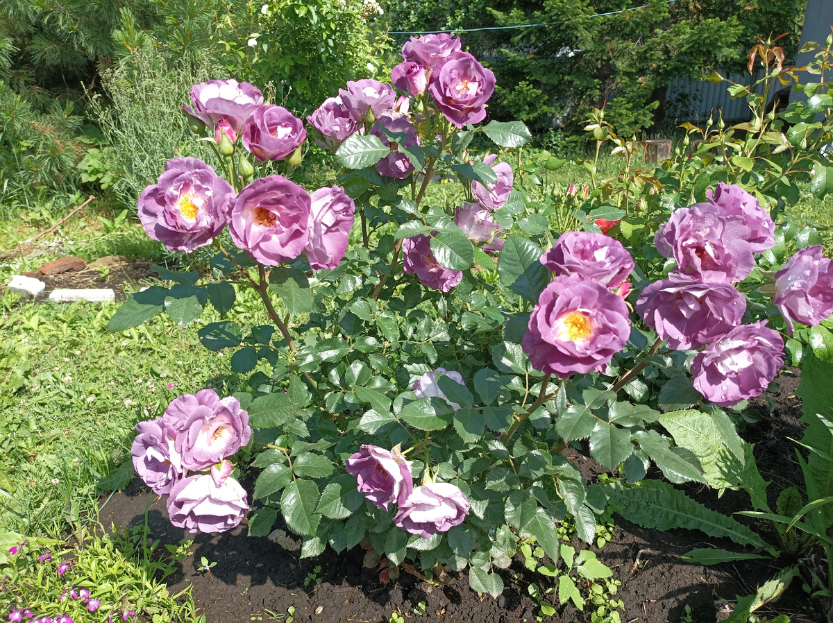 Блю фо Ю/Blue for You, флорибунда