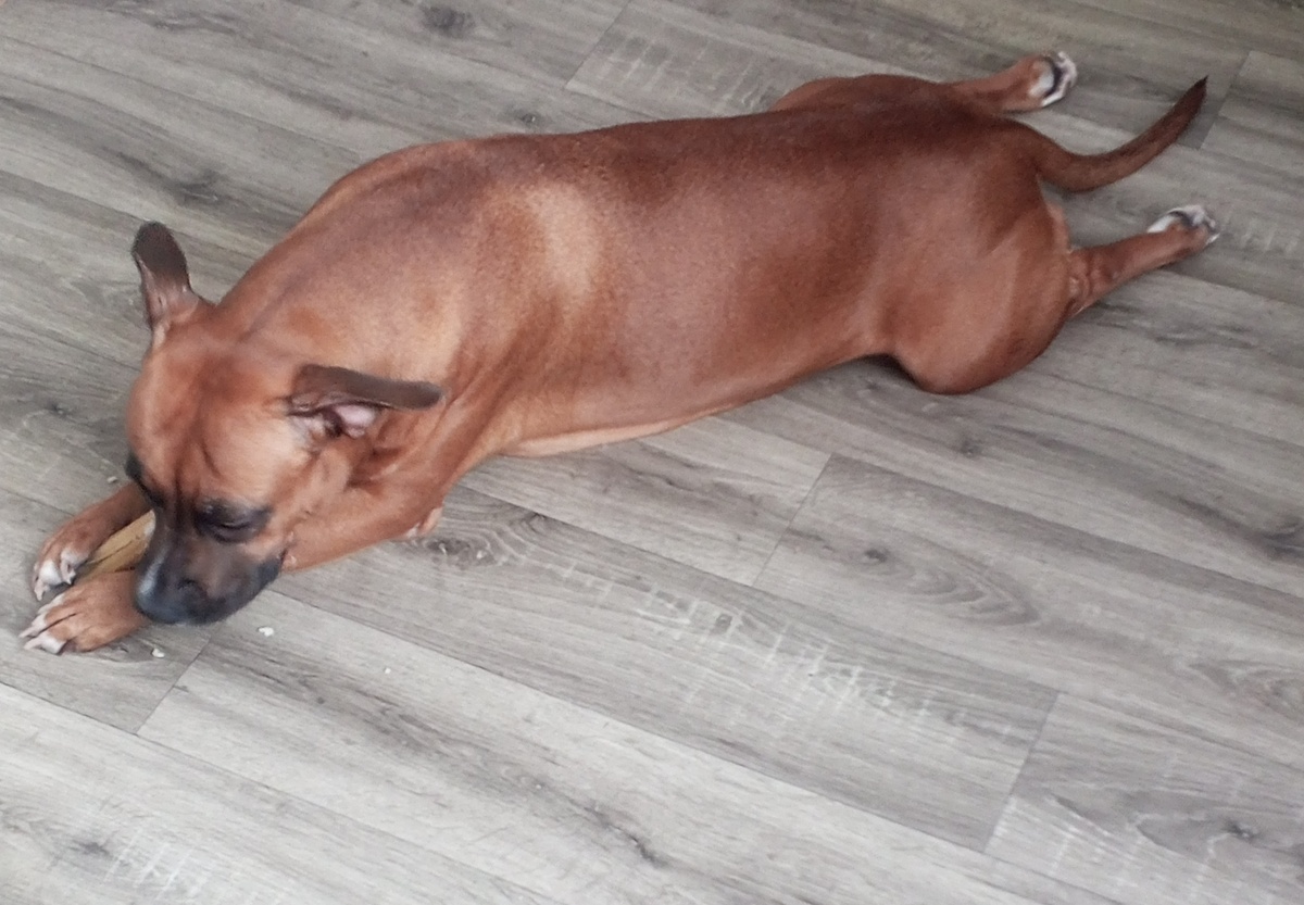 Адель грызëт косточку которую я выиграла в викторину в дружественном блоге. Да, лапки она так мило 😍 делает всегда. 