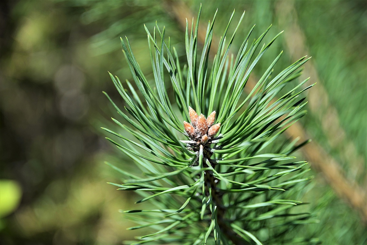    Сосновые почки