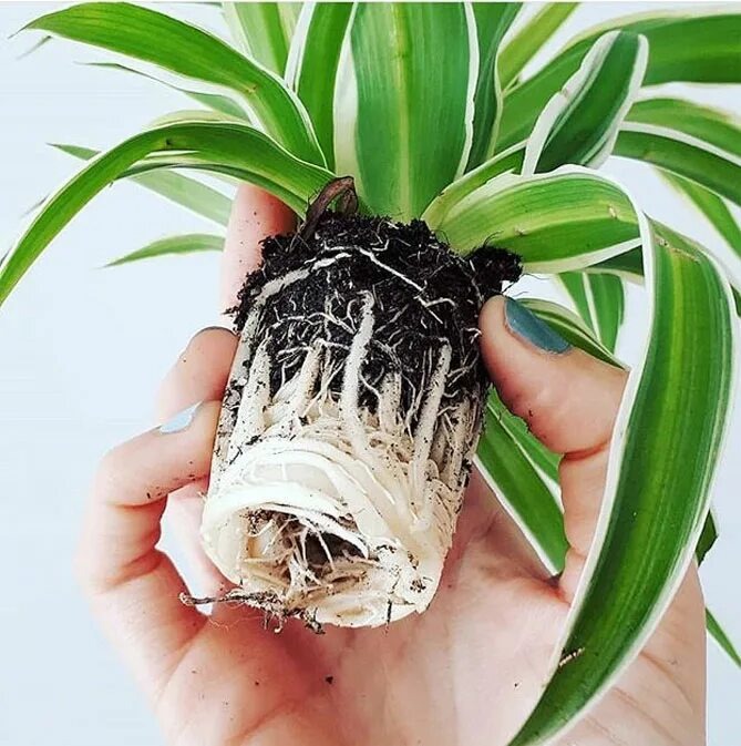 Корневая система у хлорофитума. Фото из интернета.