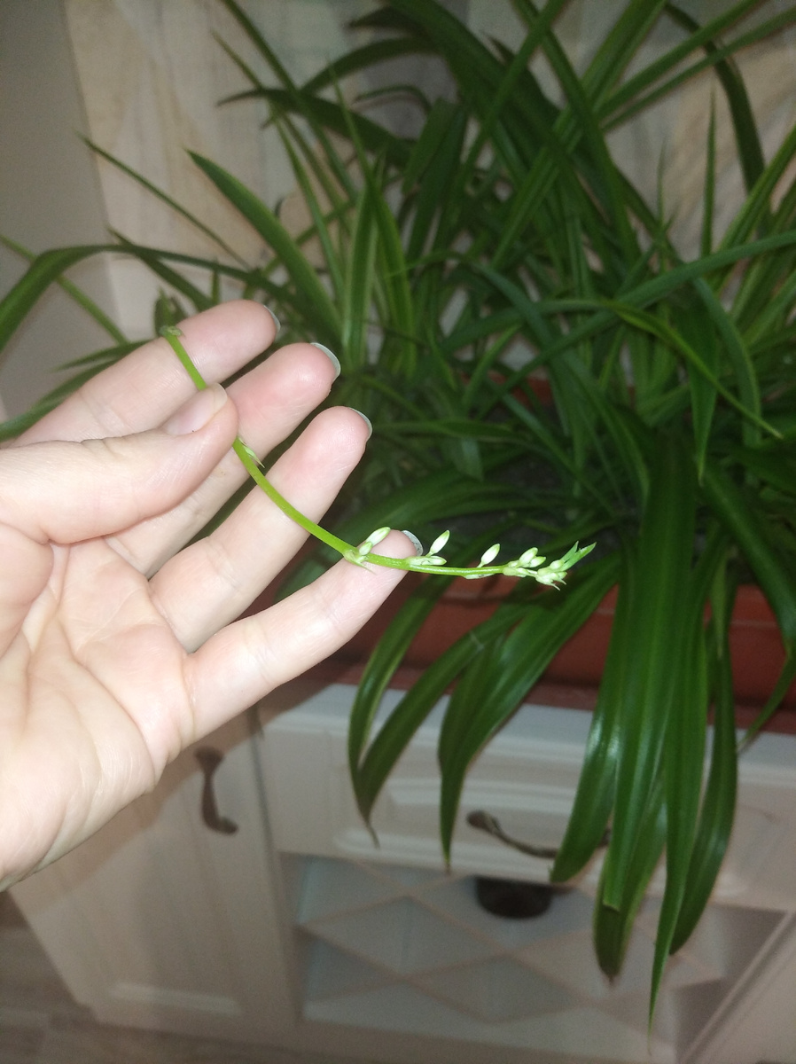 Мой скоро начнёт цвести.