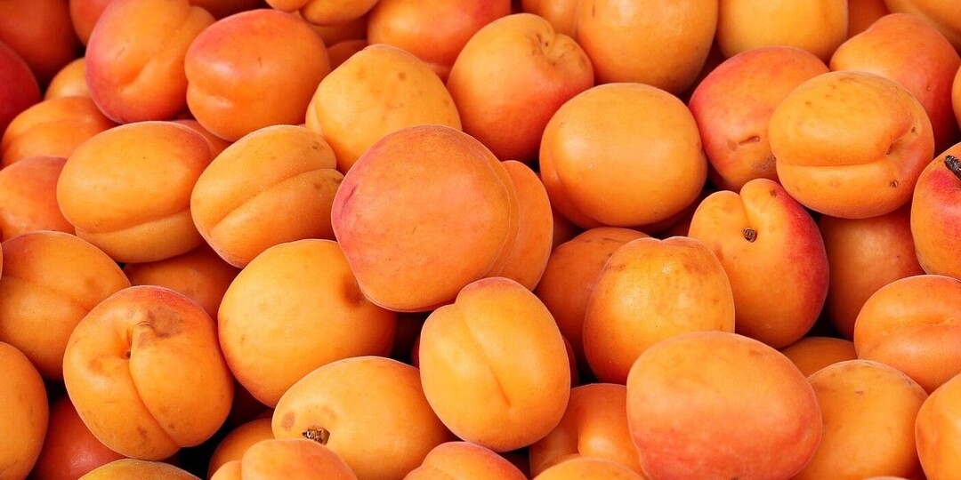 Абрикос в Сибири: миф или реальность?