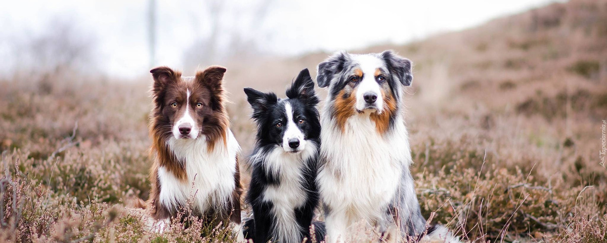 Бордер-колли и аусси