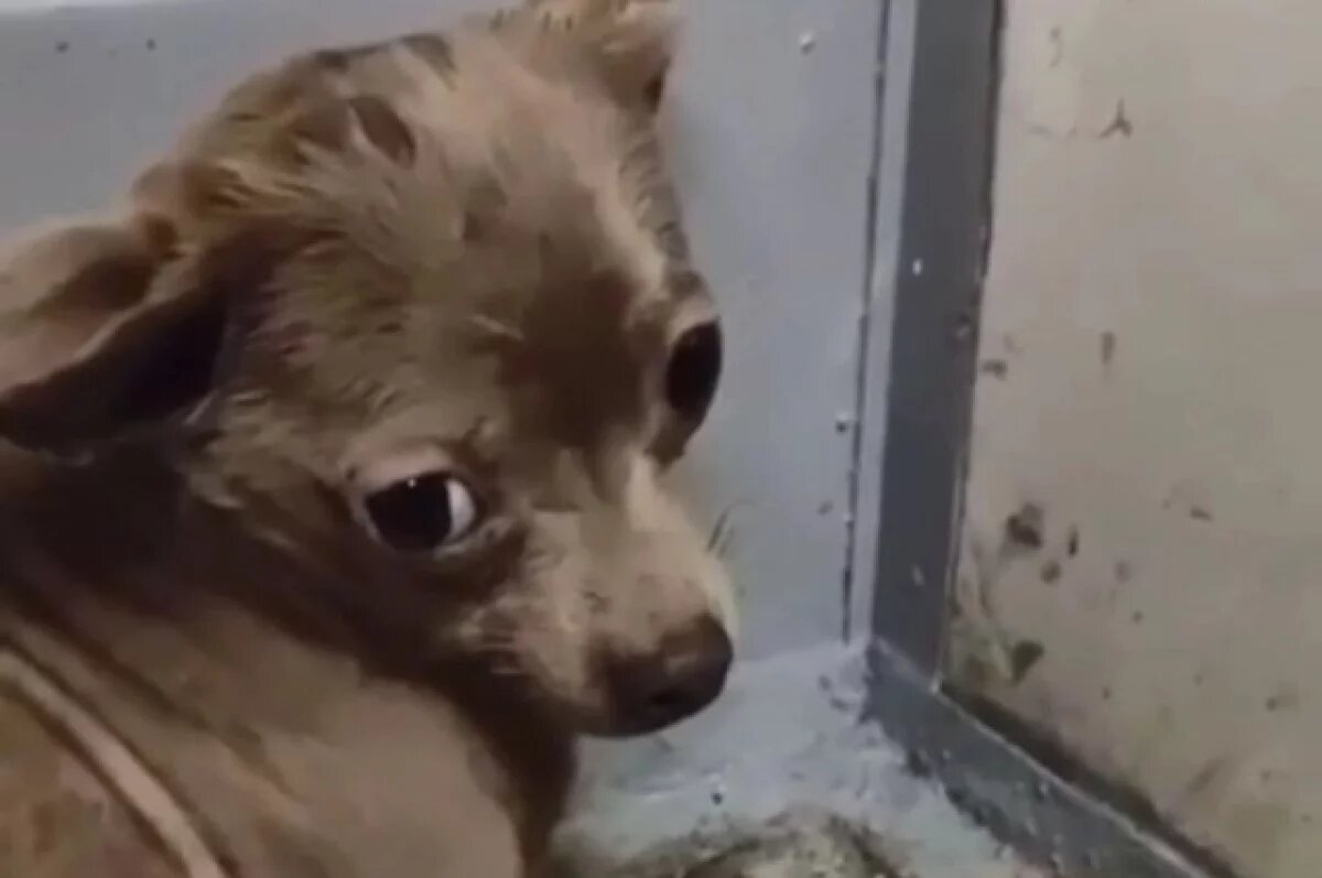    Дрессировщица рассказала, почему собаки могут вести себя плохо