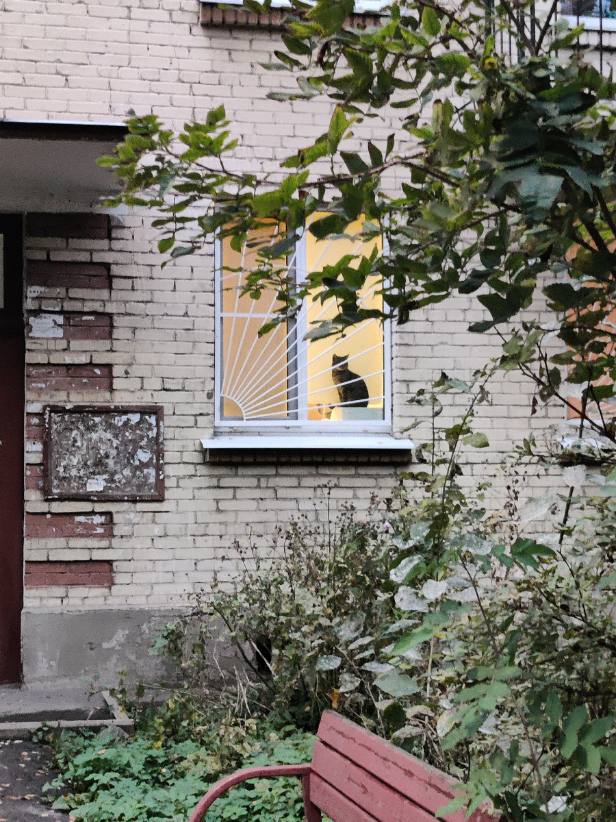 Котик в одном из таких домов