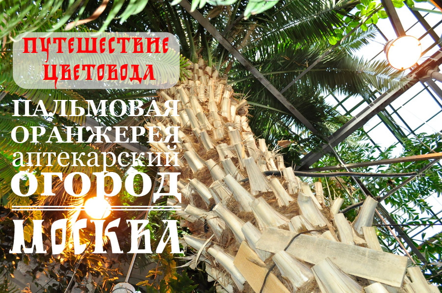 Пальмам достаточно места и они выросли огромных размеров