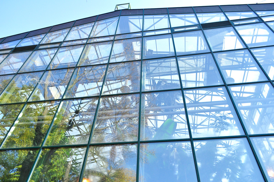 С улицы через стекло виднеются пальмы