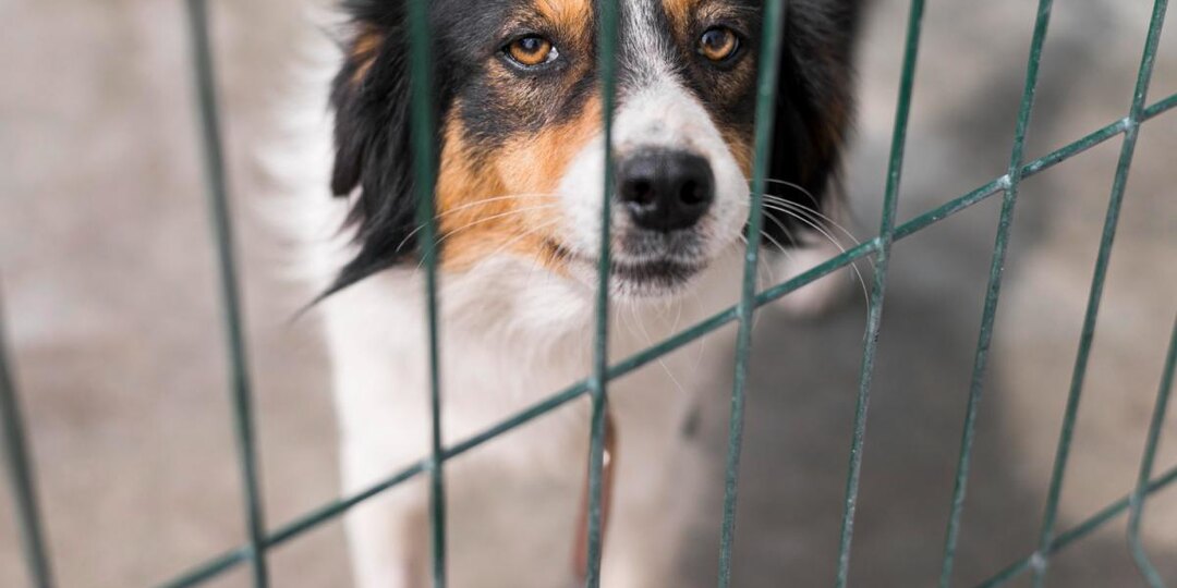Когда пробуждаются клещи, и как защитить от них питомца