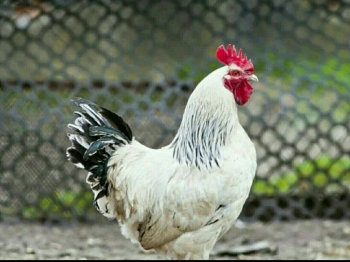 Фото с сайта yula.ru