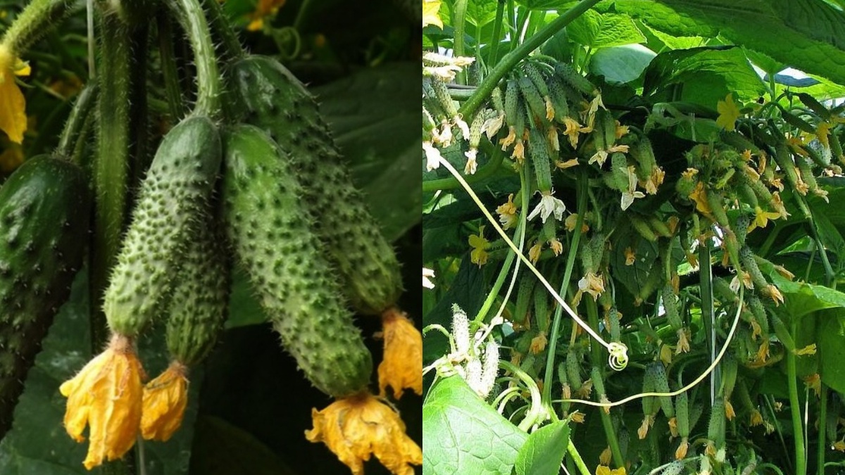  Один куст самоопыляемого гибрида дает до 8 кг плодов за сезон