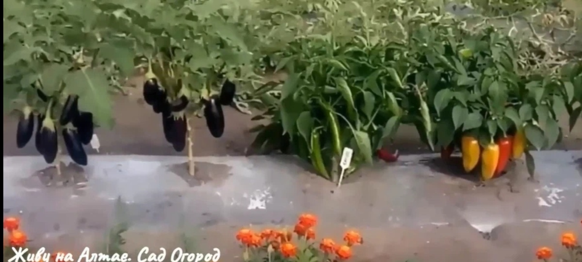 Баклажаны и Перцы на грядке-термосе                