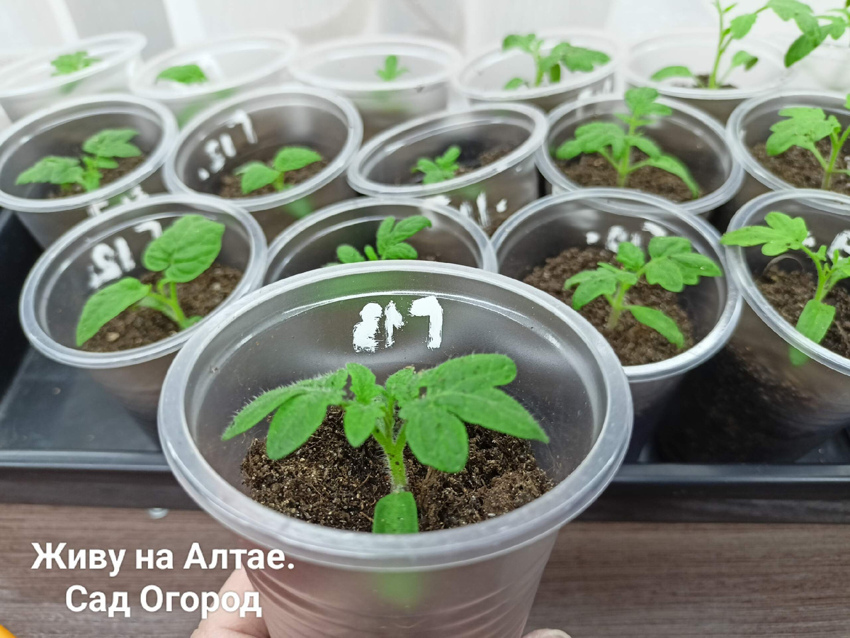 Томатные Гномы