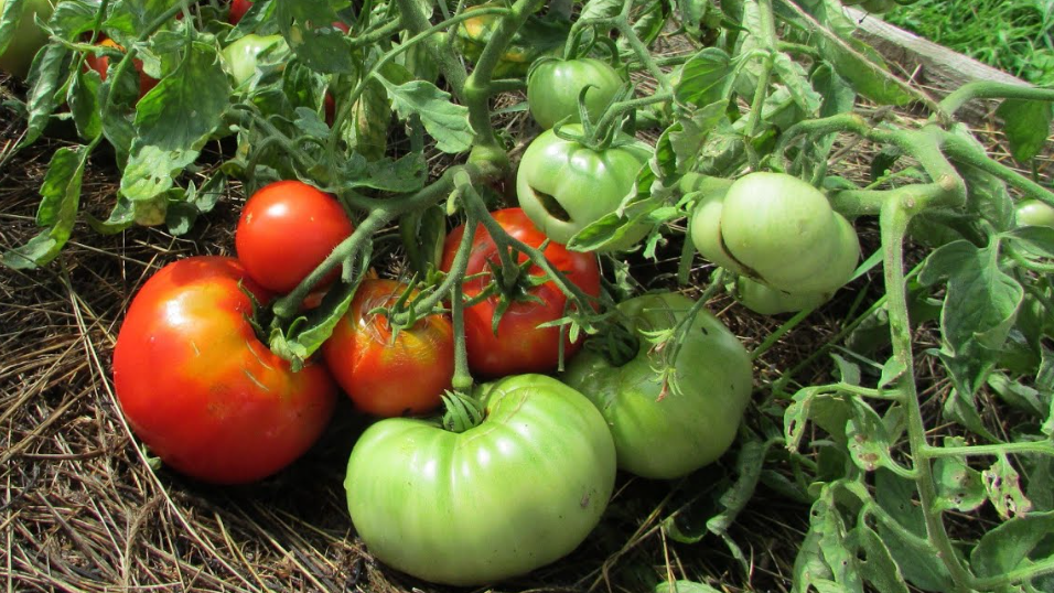 Собираю 6 кг помидоров с куста. Дедовский способ упрощает уход за томатами