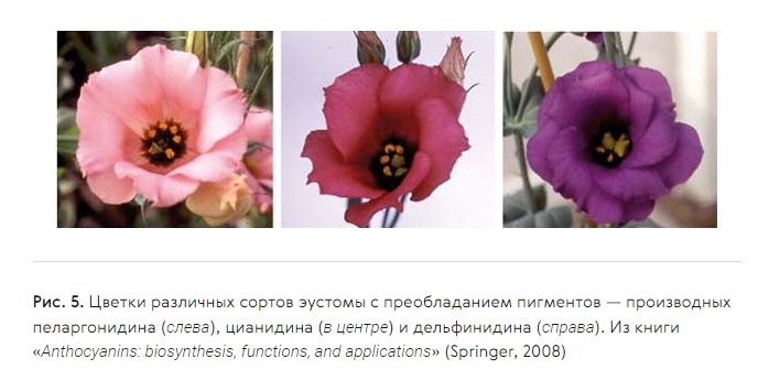 Иллюстрация из статьи "Антоцианы: секреты цвета"