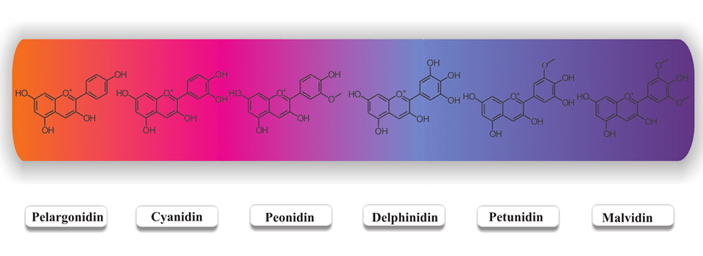Цветовая гамма, которую дают самые распространенные антоцианы. Рисунок из статьи A. Ananga et al., 2013. Production of Anthocyanins in Grape Cell Cultures: A Potential Source of Raw Material for Pharmaceutical, Food, and Cosmetic Industries