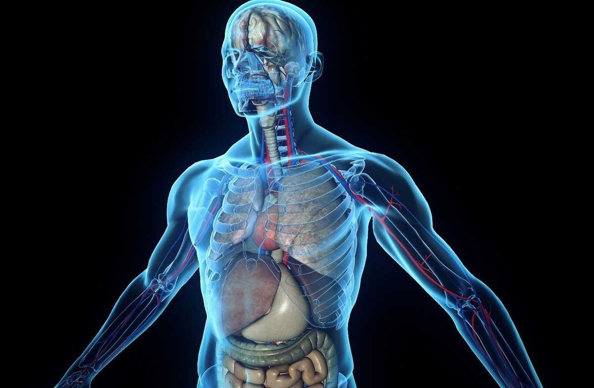    Человеческий организм состоит из примерно 30 триллионов клеток, каждая из которых выполняет свою уникальную функцию. Источник изображения: IFL Science