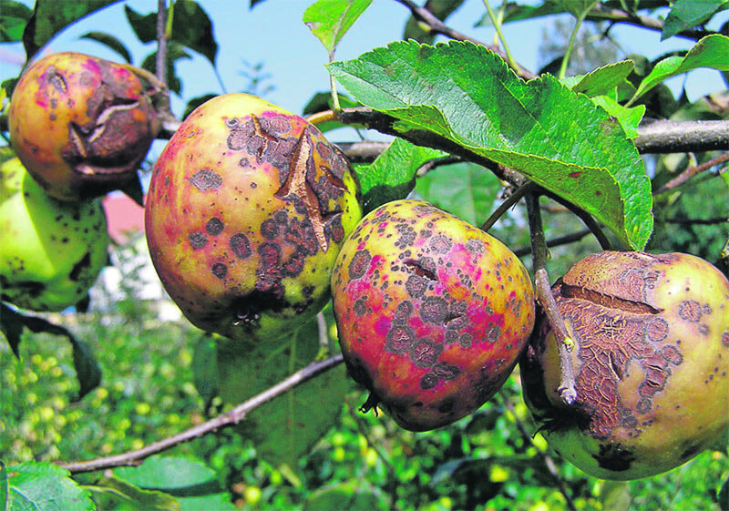 Парша яблони