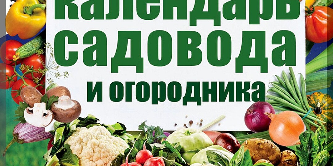 Огородный календарь на весь сезон: когда, что и сколько растений высевать и сажать для получения урожая на дачном участке