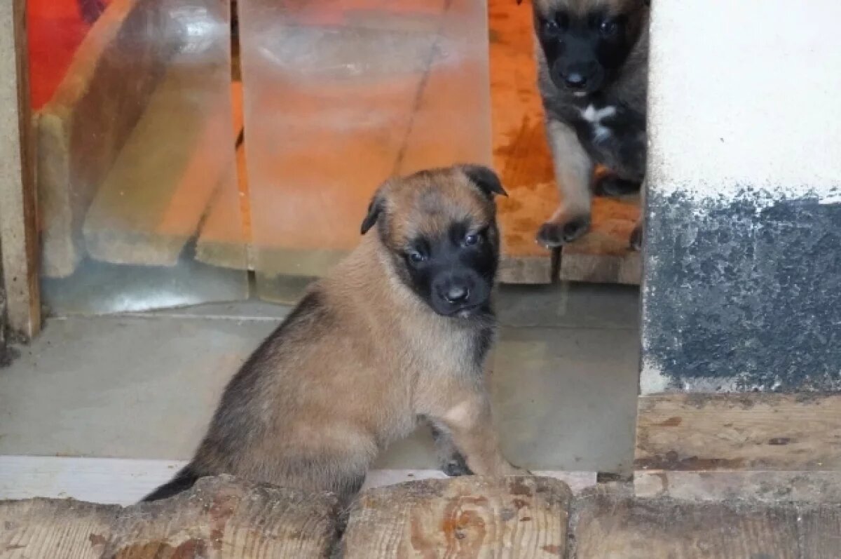    В племенном питомнике ИК-3 бельгийская овчарка Заря родила 7 щенков