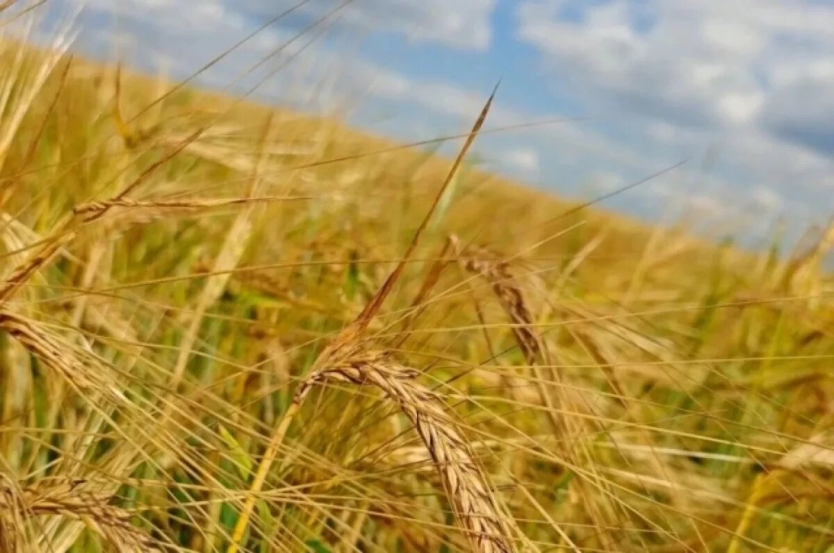    Тюменские аграрии готовятся к посевной