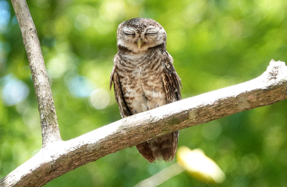     Фото: Marut Sayannikroth/Shutterstock/FOTODOM Совы днем спят, а ночью охотятся