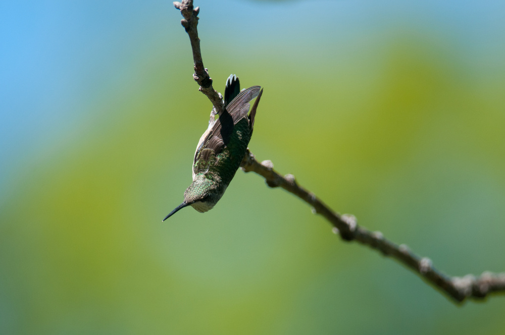     Фото: KRNaturalPhoto/Shutterstock/FOTODOM Колибри спят вниз головой, сидя на ветке. Такой способ может показаться не самым удобным, но он безопасен