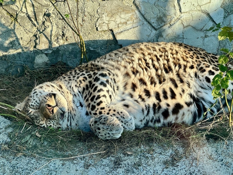 Леопард Елизавета спит