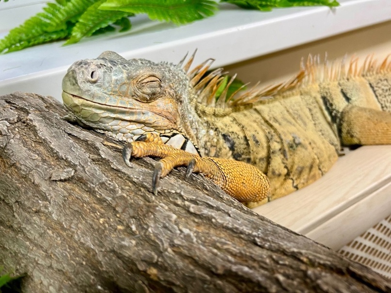 Игуана Василий спит