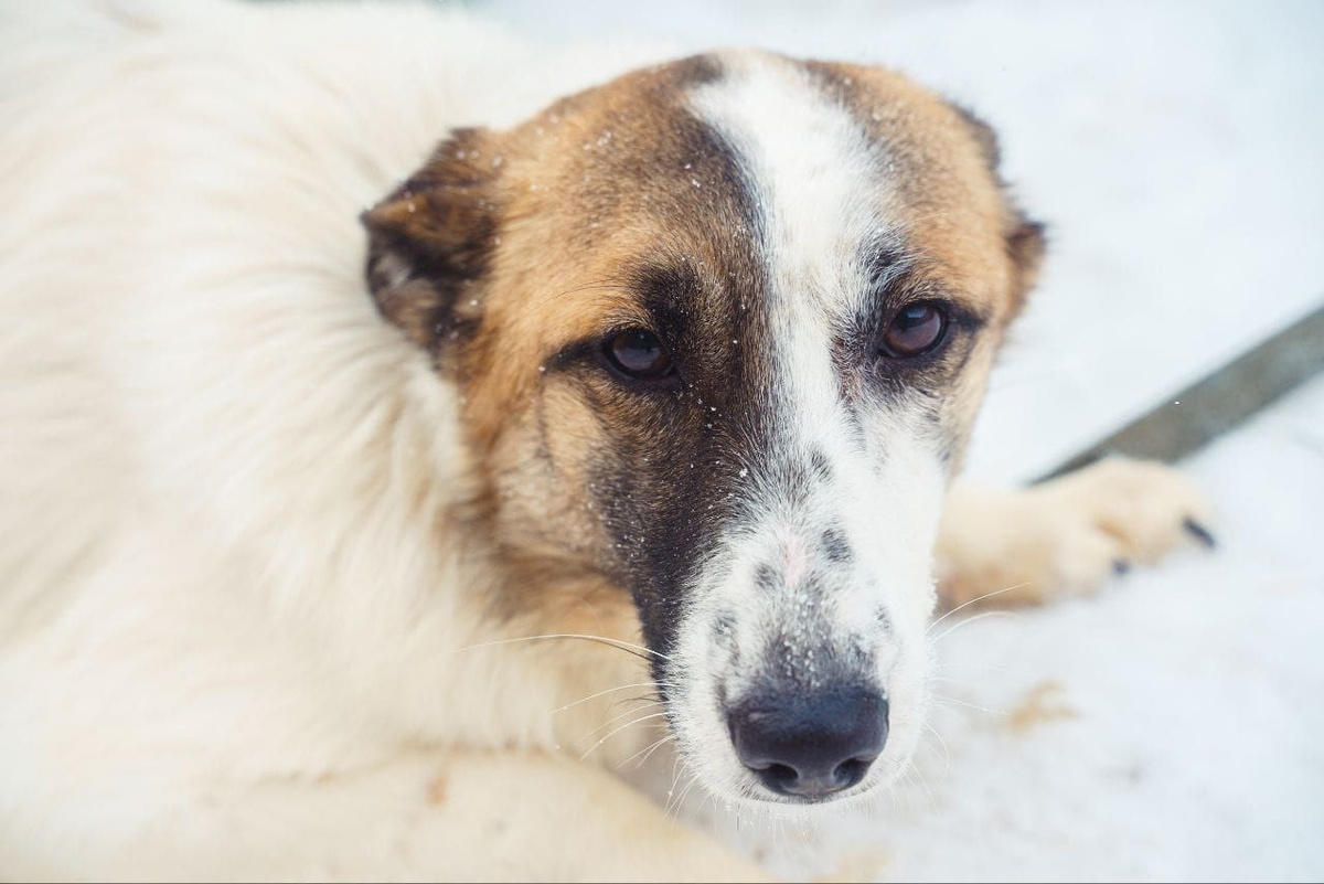 Очаровательная собачка!