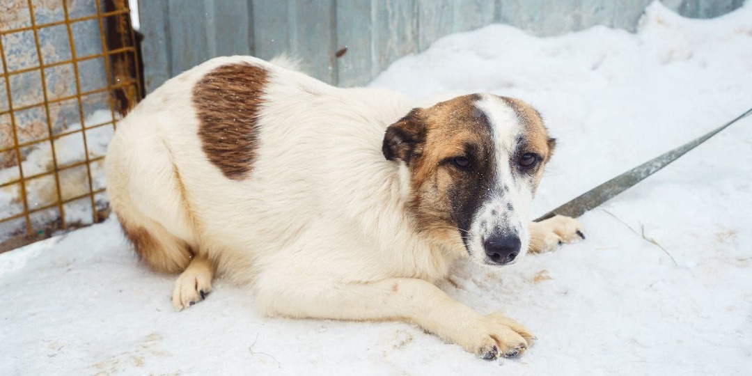 Не просто собака, это настоящий индикатор счастья!