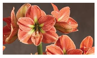 Амариллис (Hippeastrum spp.)