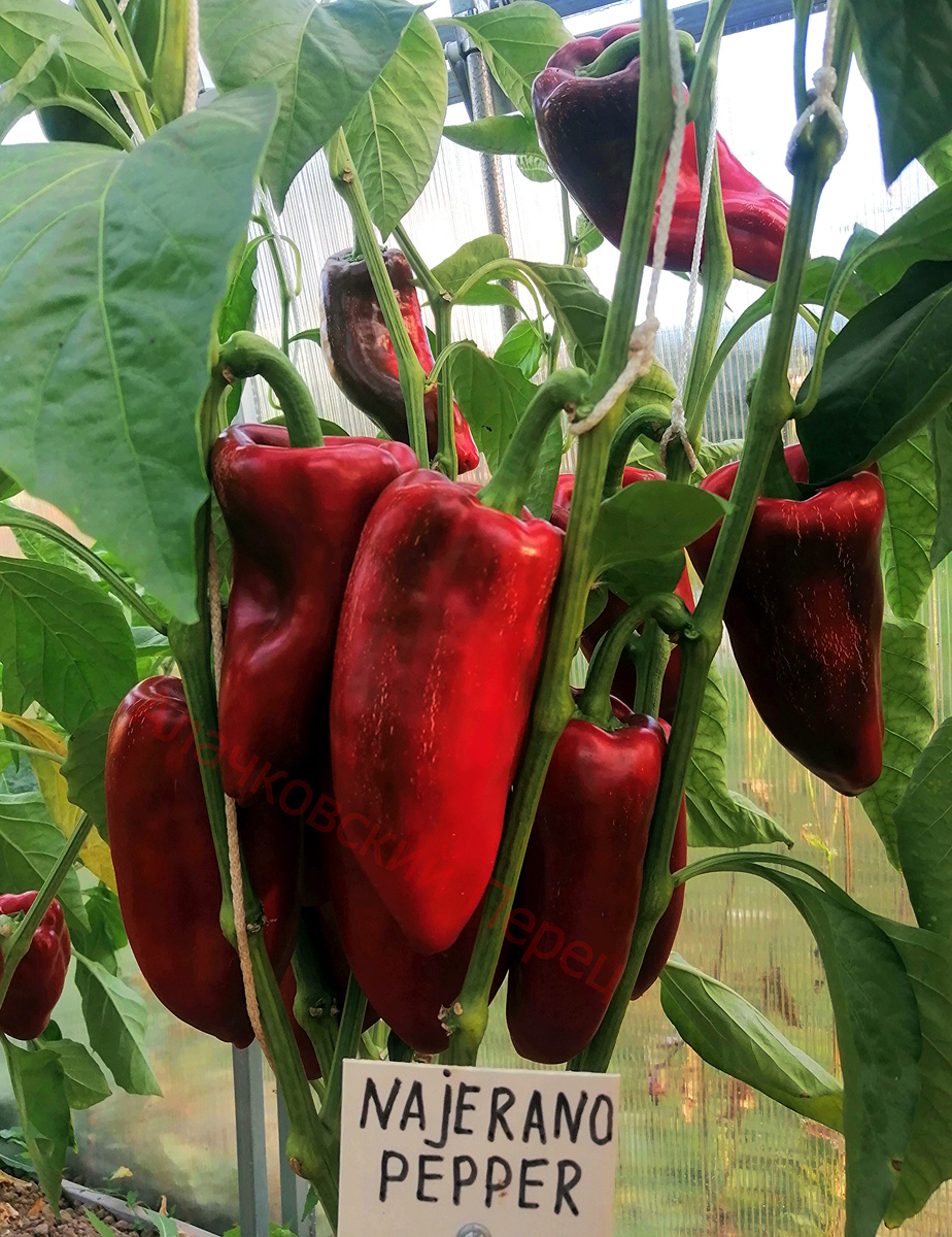 Najerano Pepper (Наджеранский перец)