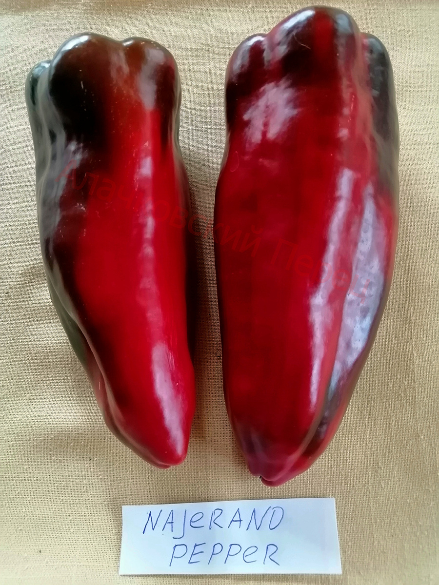 Najerano Pepper (Наджеранский перец)