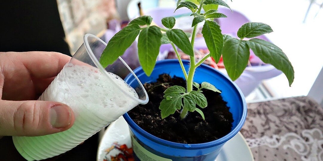 График подкормок для рассады и разъяснения, почему удобряют даже покупной грунт