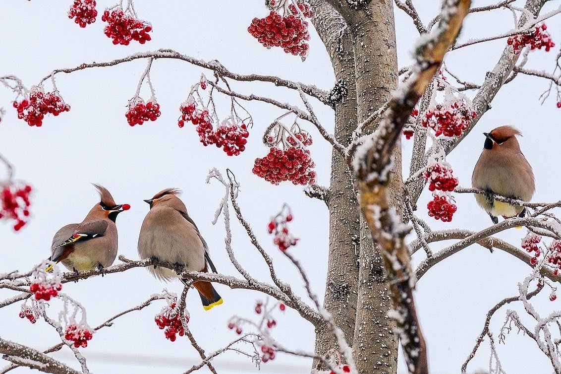 Свиристели.Посмотрите,как нежно они ухаживают друг за другом,передавая ягодку своему партнеру!