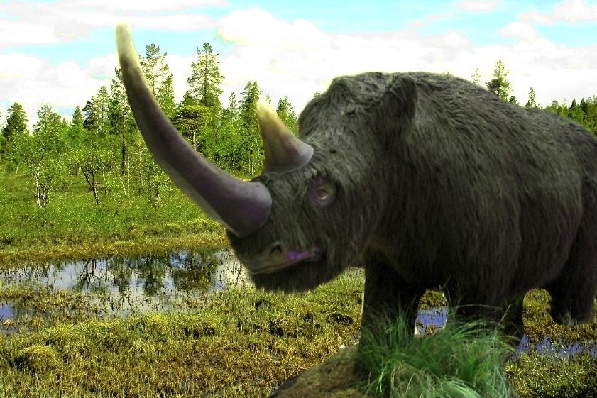 Эласмотерий сибирский чаще встречался в низинах, у болот, где много растительности.