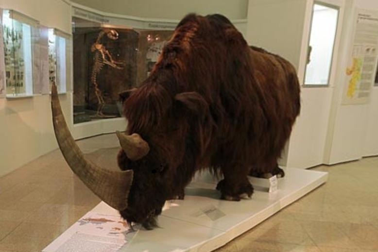 Эласмотерий сибирский (музейный экспонат)