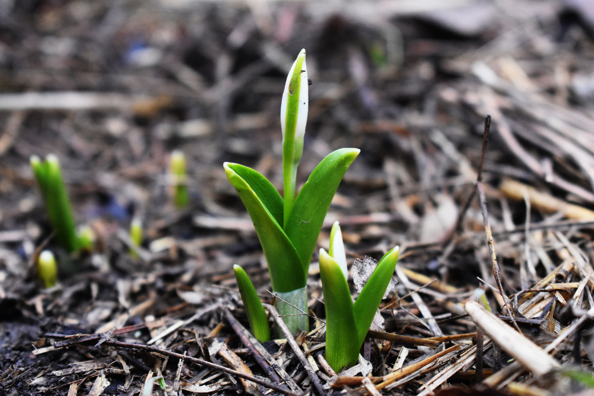 Галантусы Воронова