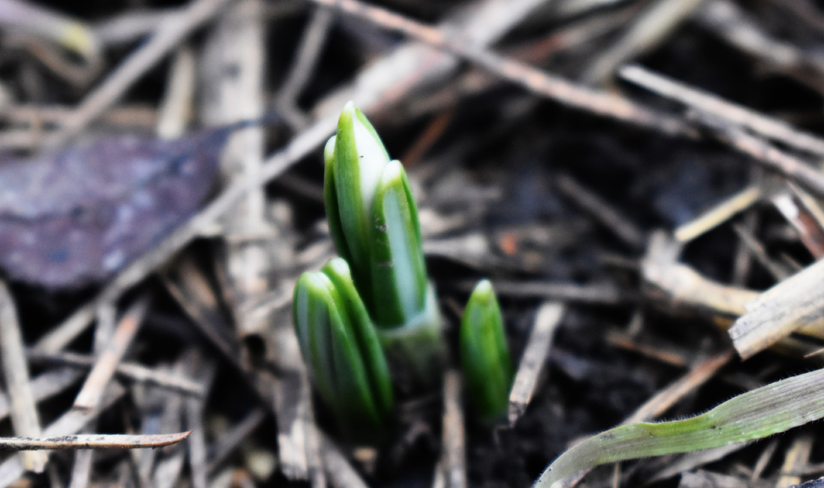 Галантусы крымские